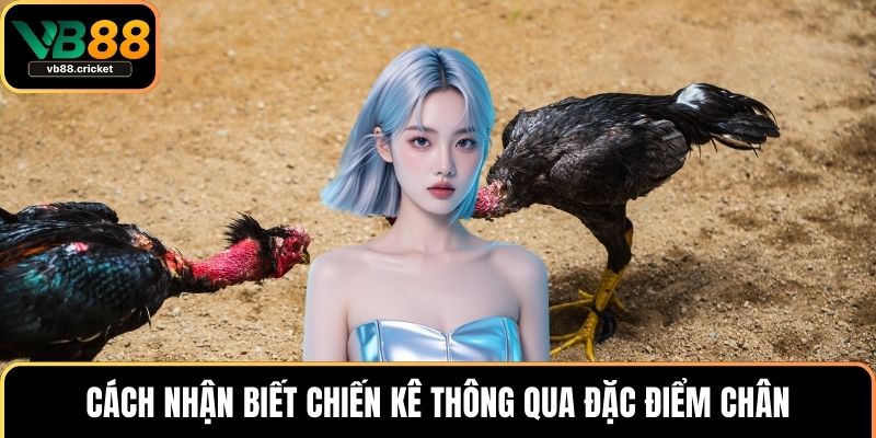 Cách Nhận Biết Chiến Kê Chuẩn Và Bí Quyết Chọn Gà Đá Hay 3 Cách nhận biết chiến kê thông qua đặc điểm chân