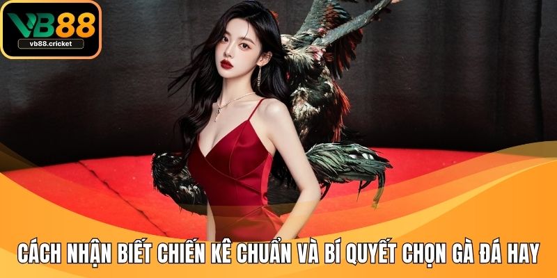 Cách Nhận Biết Chiến Kê Chuẩn Và Bí Quyết Chọn Gà Đá Hay 1 cách nhận biết chiến kê
