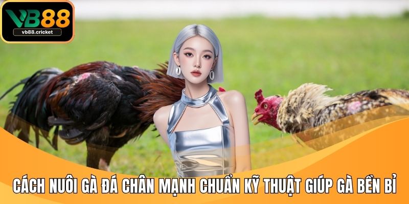cach nuoi ga da chan manh​
