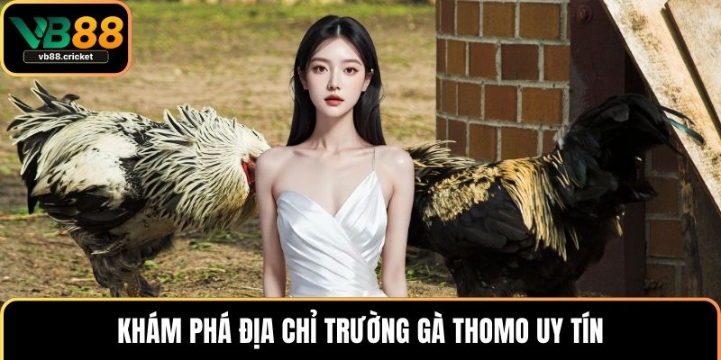 Khám phá địa chỉ trường gà Thomo uy tín