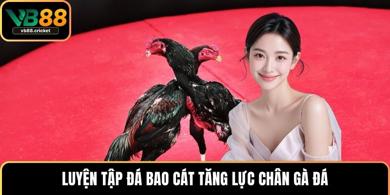 Cách Nuôi Gà Đá Chân Mạnh Chuẩn Kỹ Thuật Giúp Gà Bền Bỉ 4 Luyện tập đá bao cát tăng lực chân gà đá