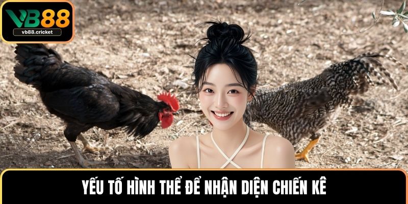 Cách Nhận Biết Chiến Kê Chuẩn Và Bí Quyết Chọn Gà Đá Hay 2 Yếu tố hình thể để nhận diện chiến kê